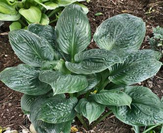 Potomac Pride Hosta