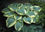 Robert Frost Funkia (Hosta)