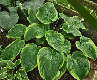Unchained Melody Hosta